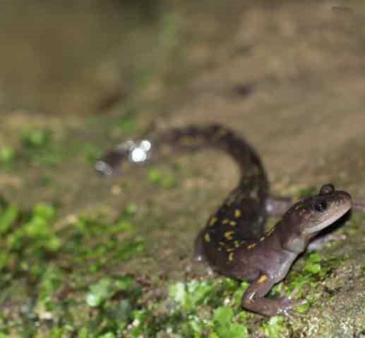  تصویری از سمندر غارزی گرگانی