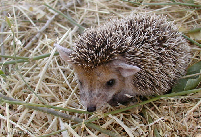  تصویری از خارپشت ایرانی 