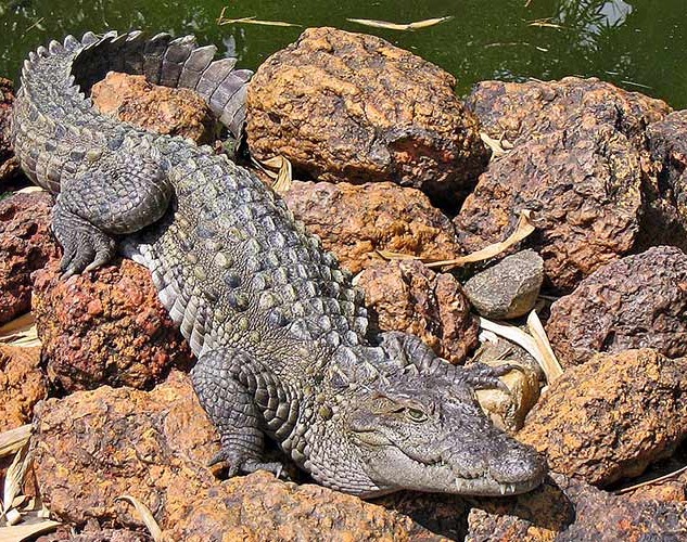  تصویری از تمساح پوزه کوتاه