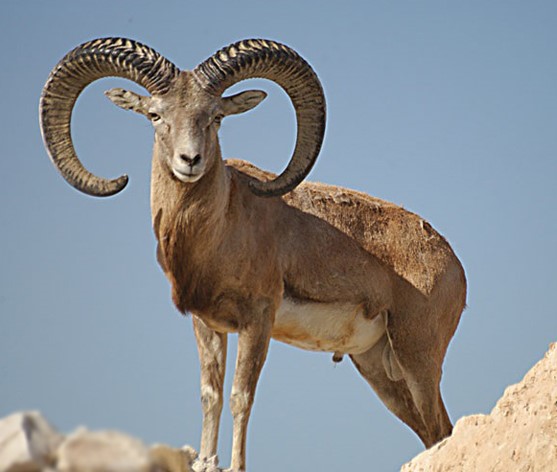  تصویری از قوچ و میش لارستان