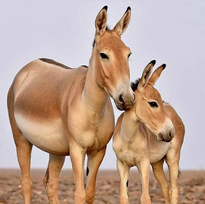  تصویری از گورخر ایرانی