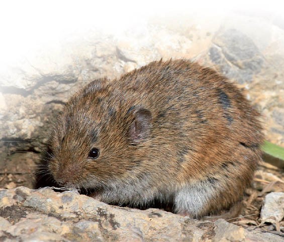  تصویری از وُل ایرانی