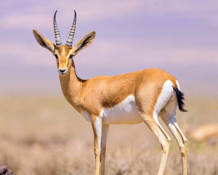  تصویری از جبیر