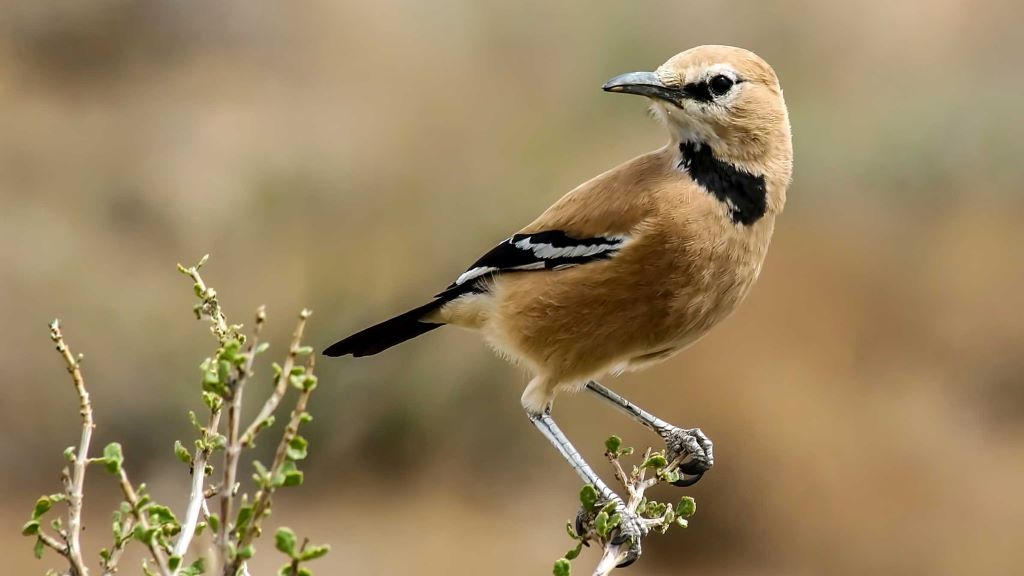  تصویری از زاغ بور ایرانی