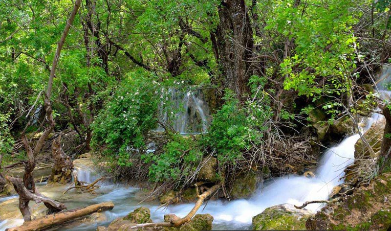  تصویری از جنگل‌های لرستان