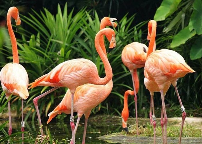  تصویری از فلامینگو