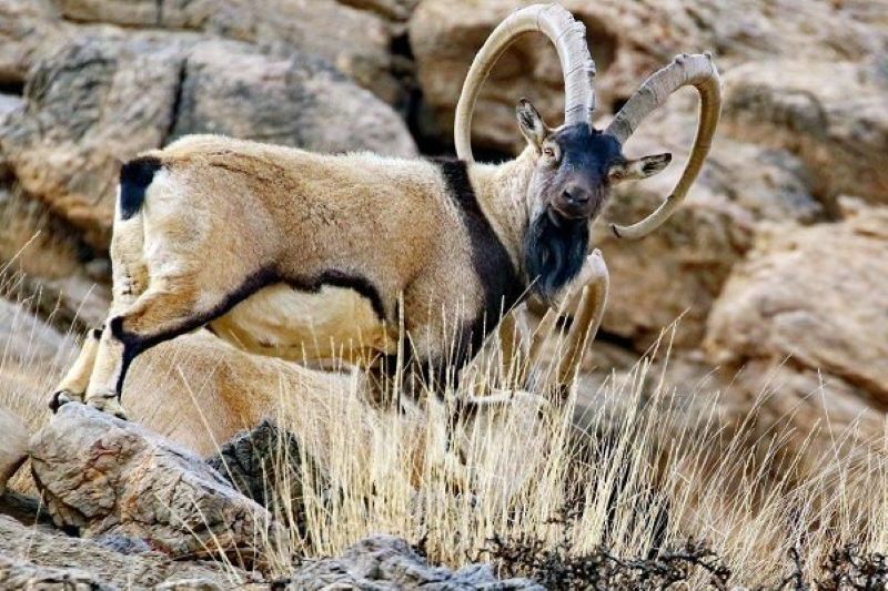  تصویری از پازن