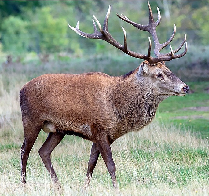  تصویری از مرال
