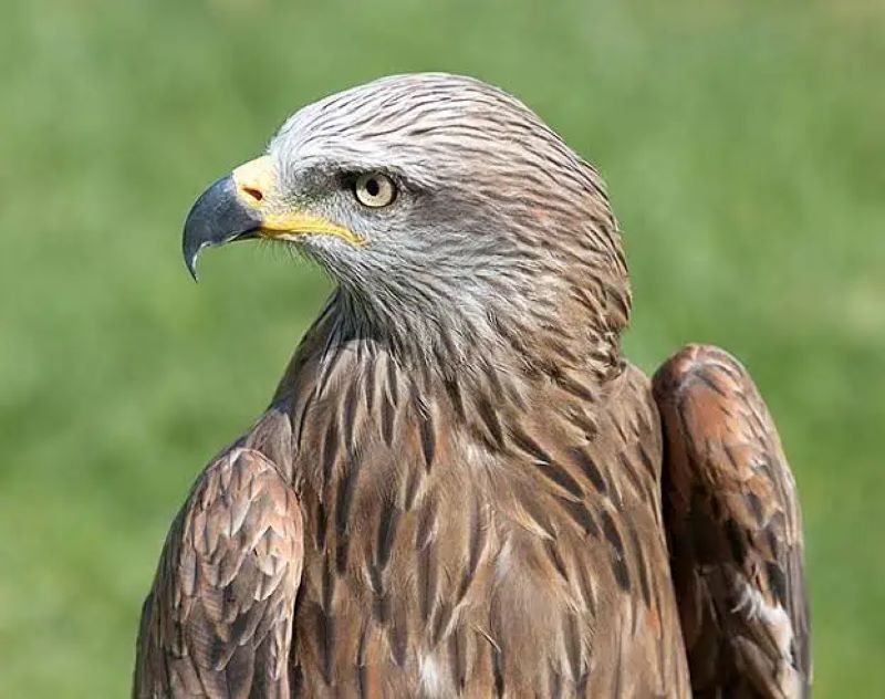  تصویری از کورکور