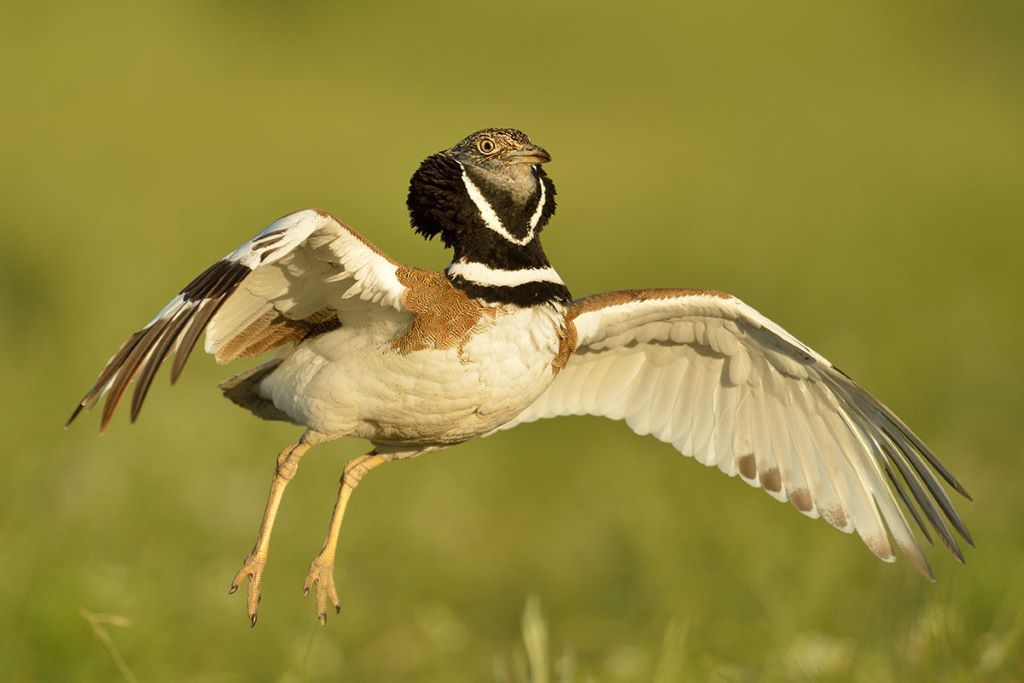  تصویری از زنگوله‌بال