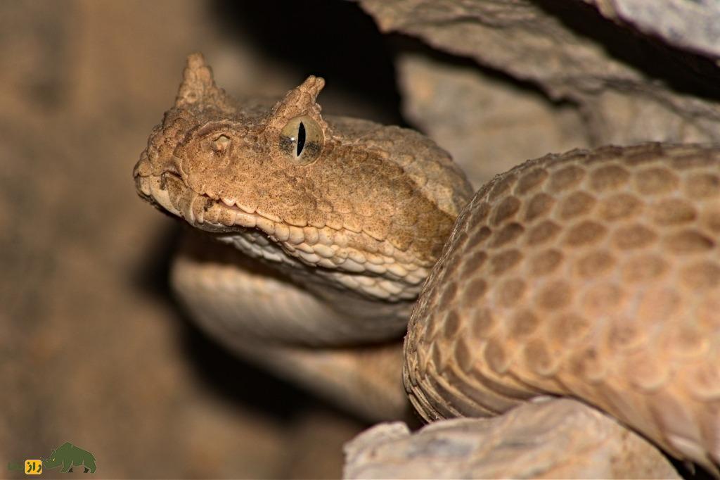  تصویری از افعی شاخدار ایرانی