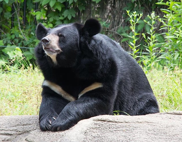  تصویری از خرس سیاه آسیایی