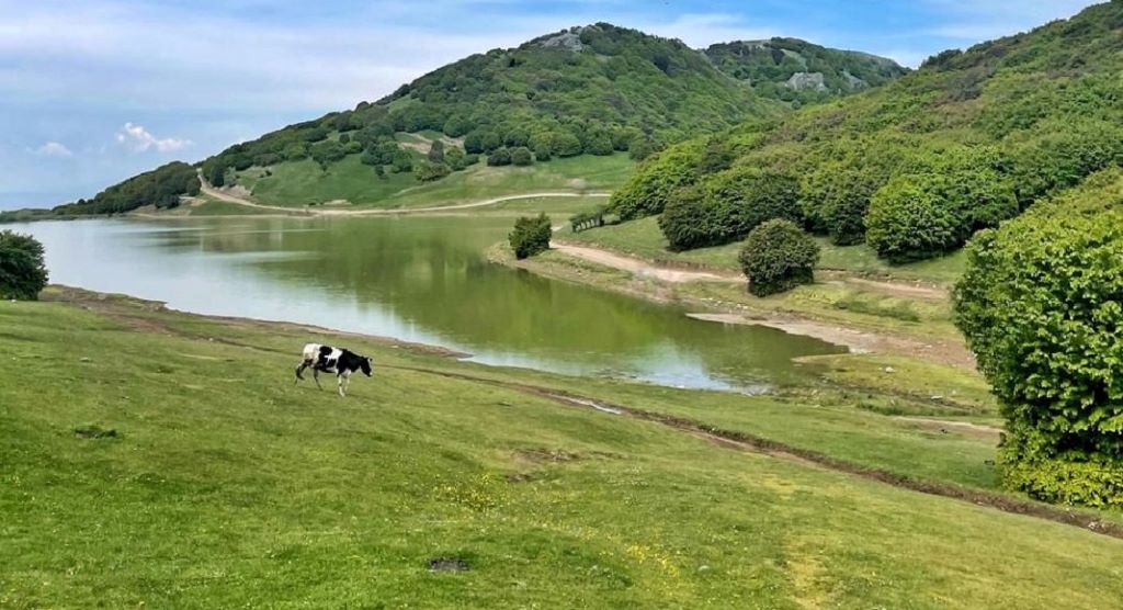  تصویری از جنگل فندقلو