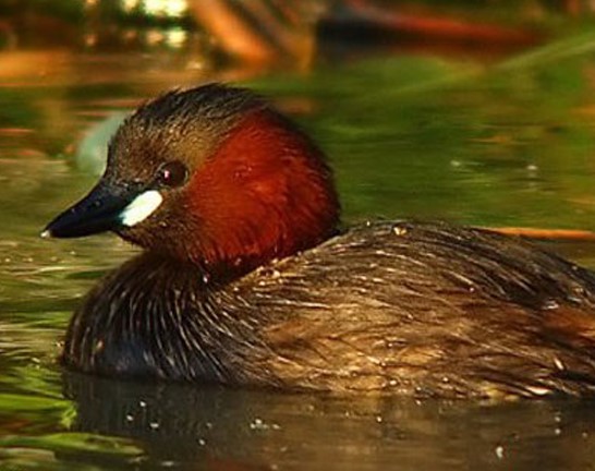  تصویری از کشیم 