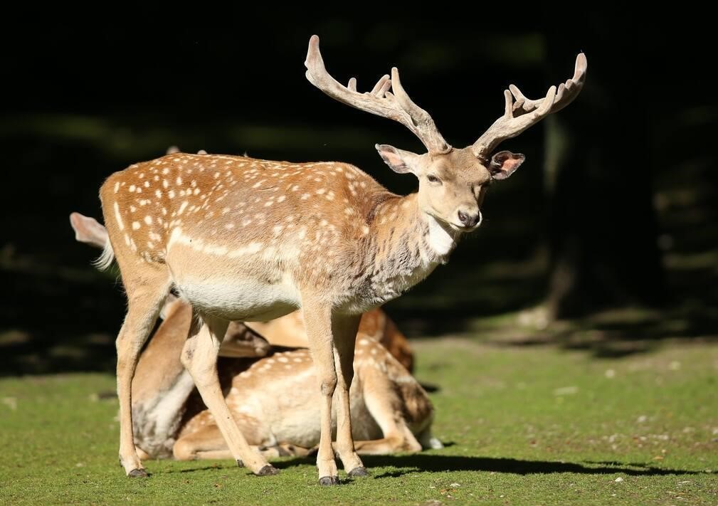  تصویری از گوزن زرد ایرانی 