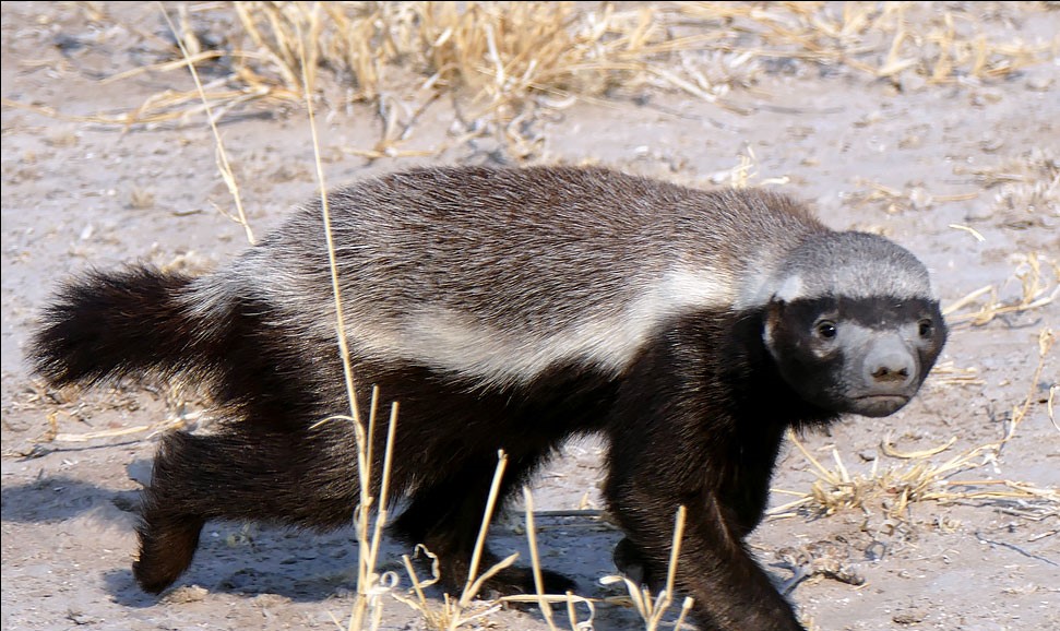  تصویری از گورکن عسل‌خوار