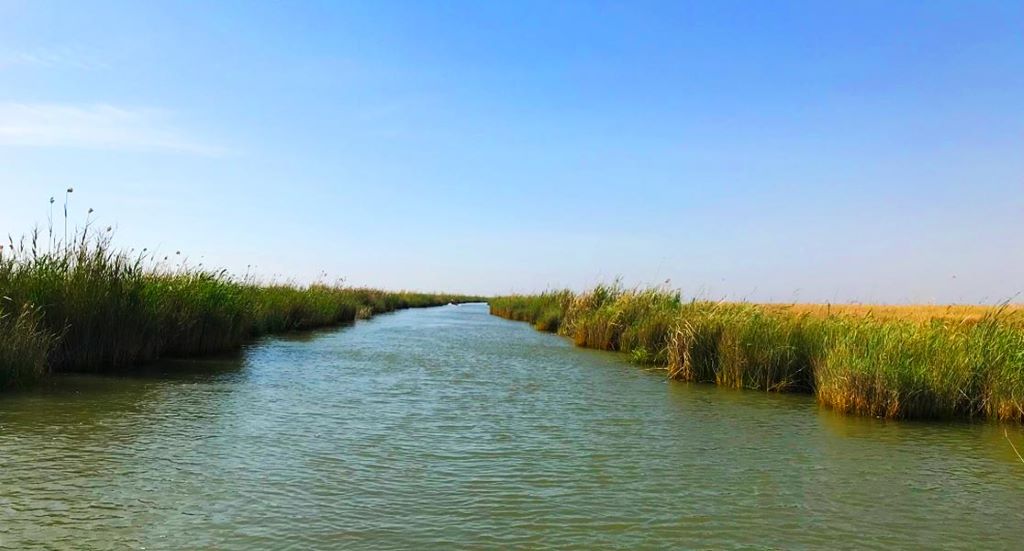  تصویری از تالاب شادگان