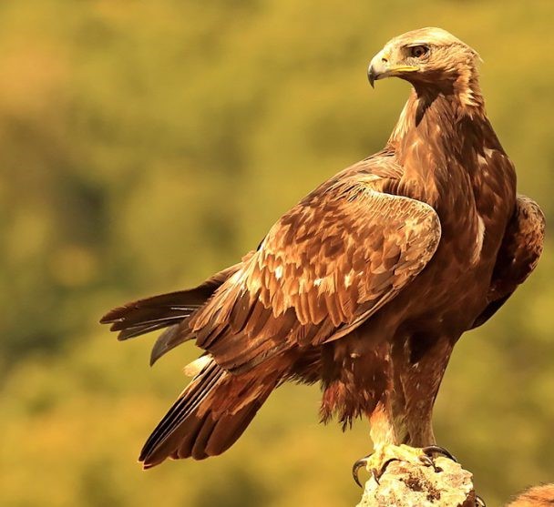  تصویری از عقاب طلایی