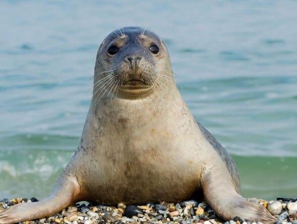  تصویری از فک خزری