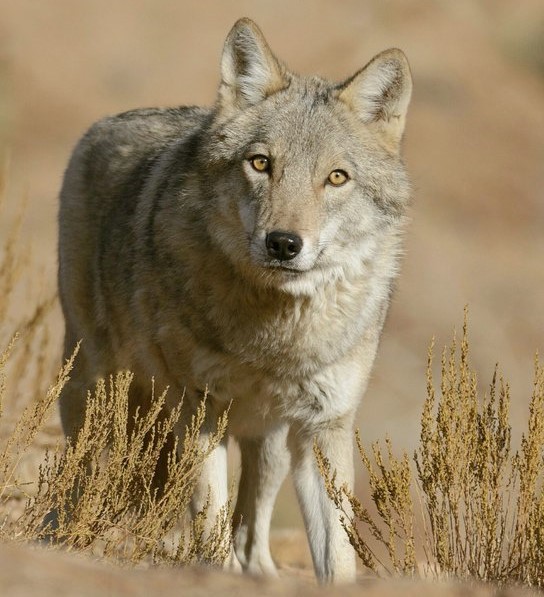  تصویری از گرگ خاکستری