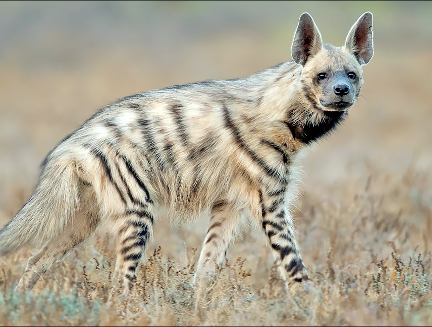  تصویری از کفتار راه‌راه