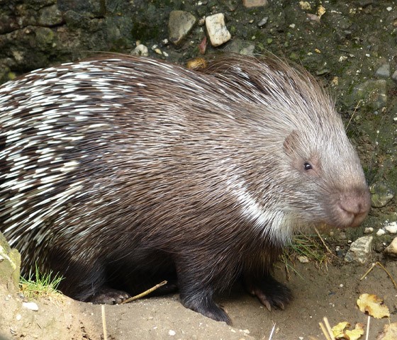  تصویری از تشی ایرانی