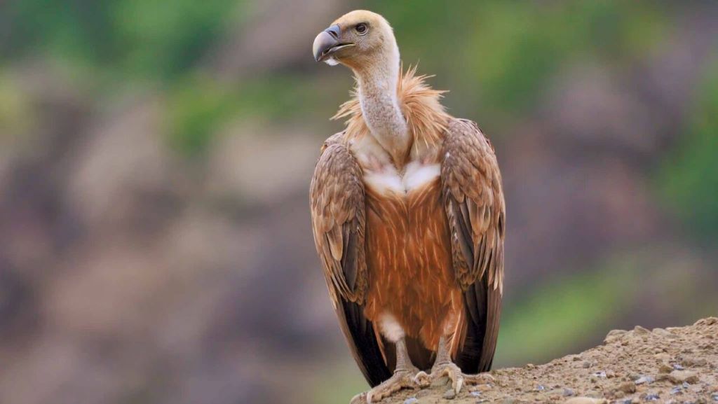  تصویری از کرکس