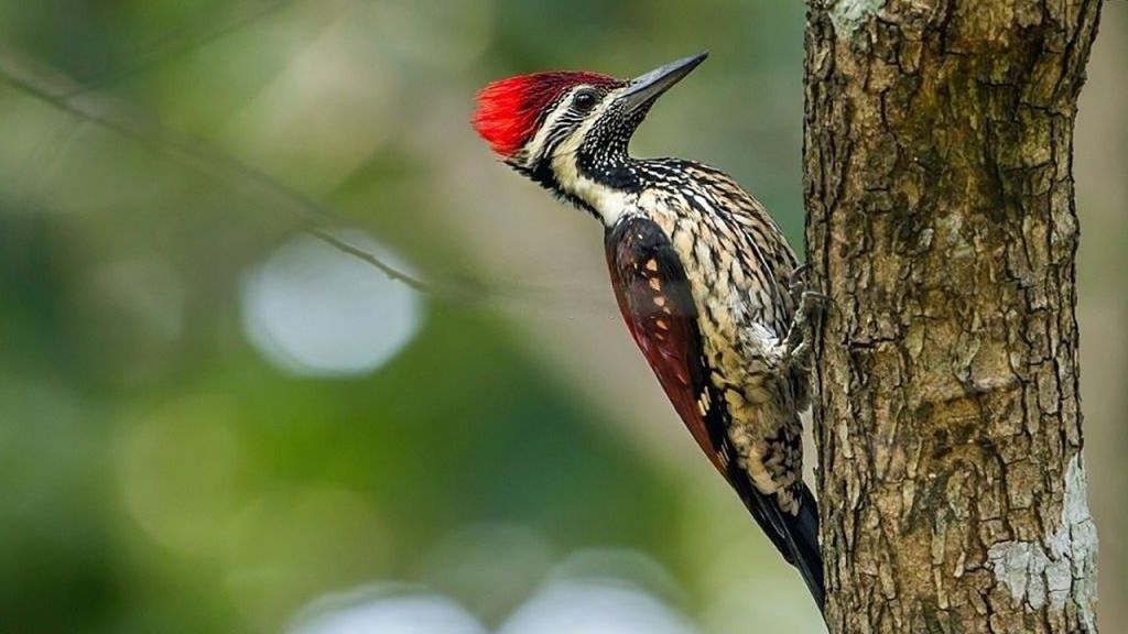  تصویری از دارکوب