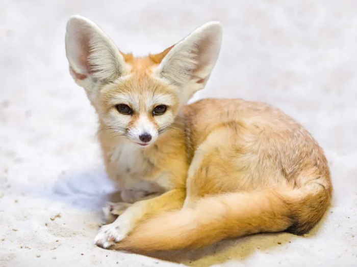  تصویری از شاه روباه 