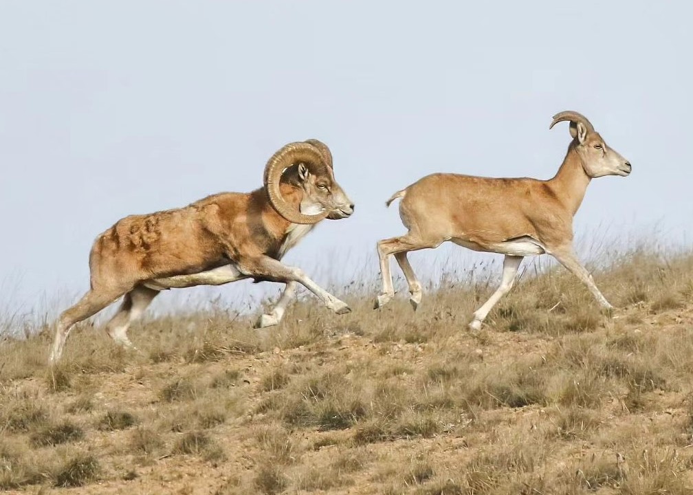  تصویری از قوچ و میش اوریال