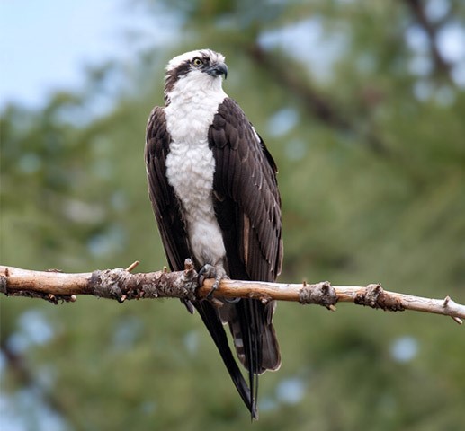  تصویری از عقاب ماهی‌گیر