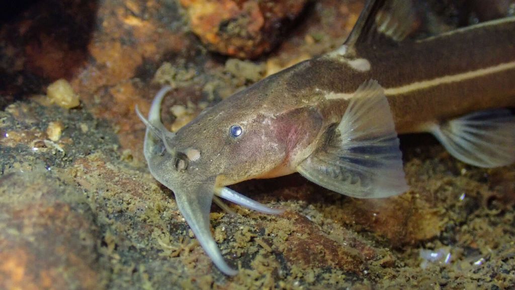 تصویری از گربهماهی ارتشی