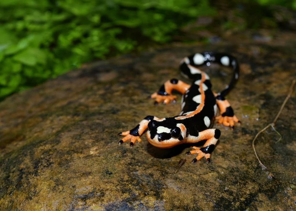  تصویری از سمندر لرستانی