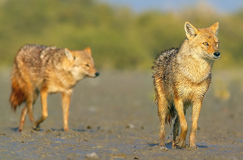  تصویری از شغال