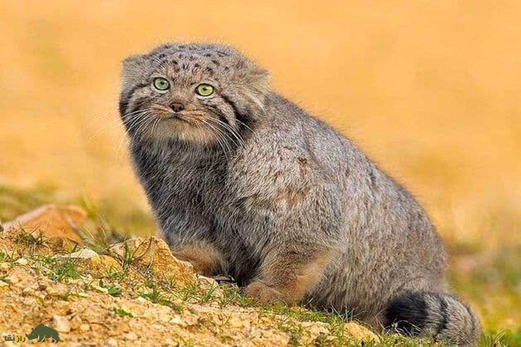  تصویری از گربهٔ پالاس