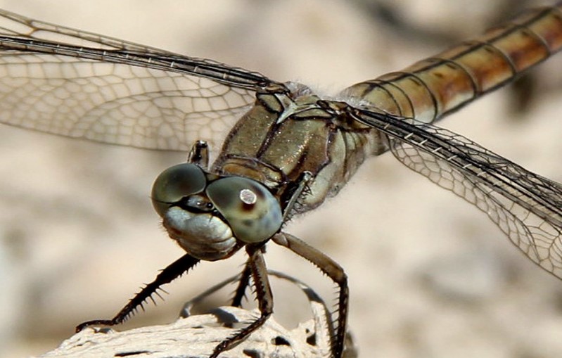  تصویری از سنجاقک تالابی