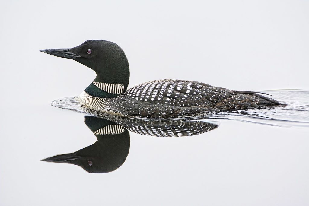  تصویری از غواص‌سانان