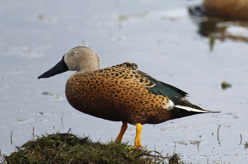  تصویری از نوک‌پهن سرخ
