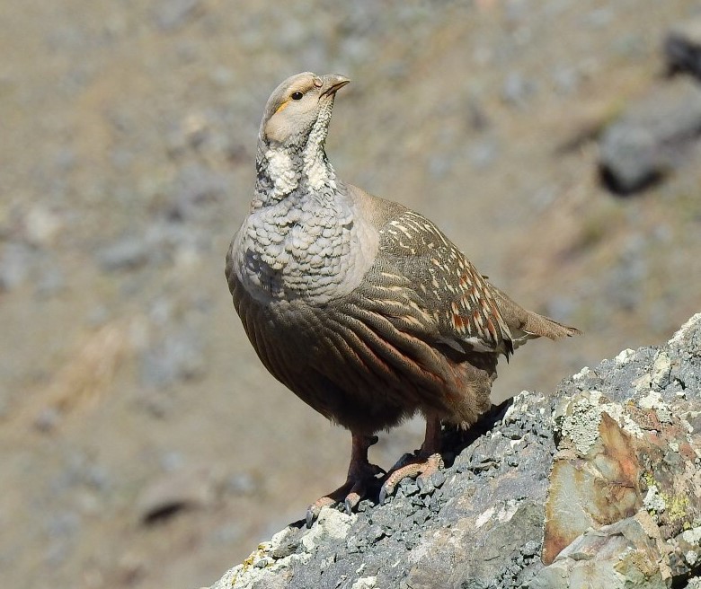  تصویری از کبک دری