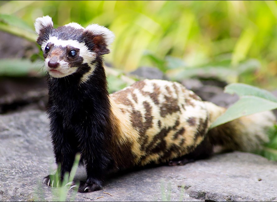  تصویری از زرده‌بر