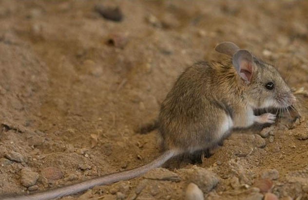  تصویری از زیباموش زاگرسی