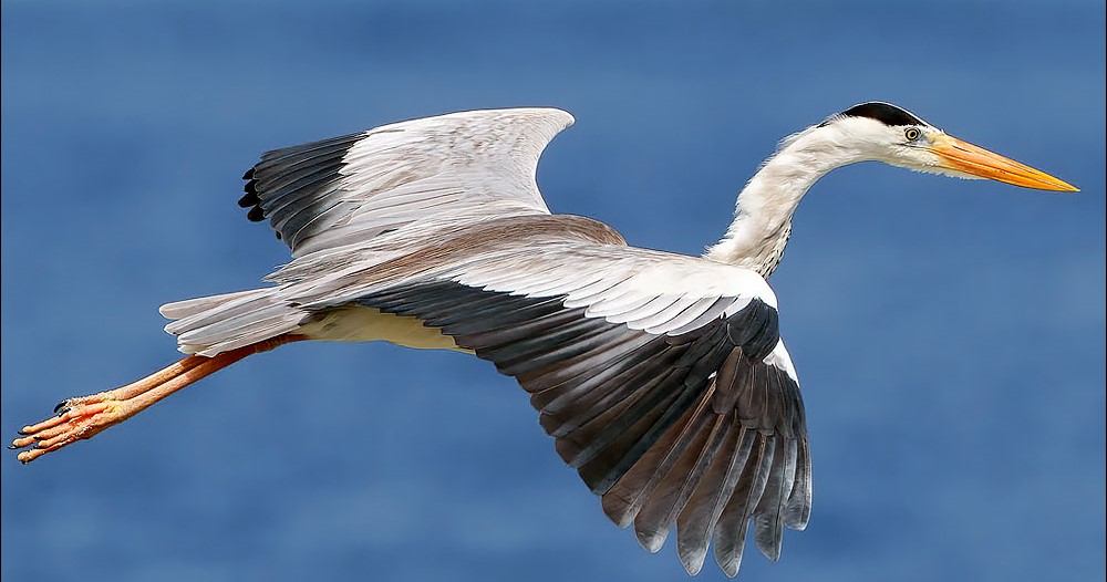  تصویری از حواصیل خاکستری