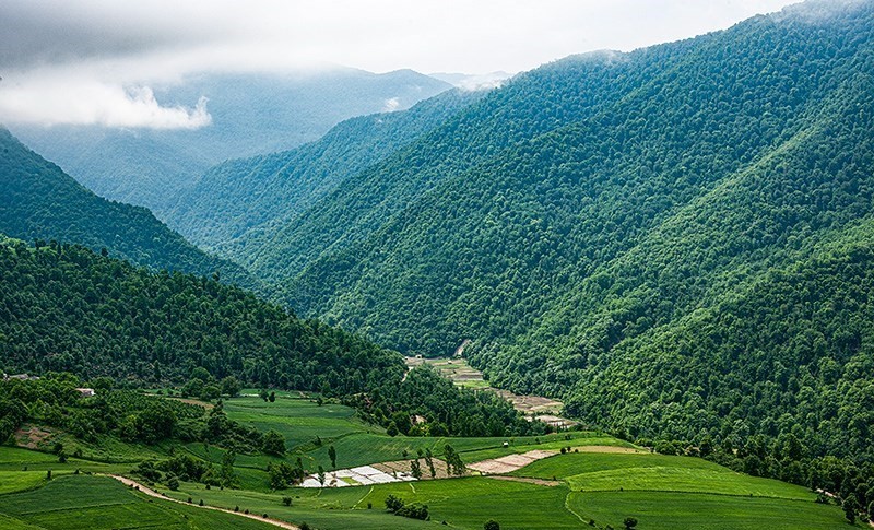  تصویری از جنگل‌های زاگرس