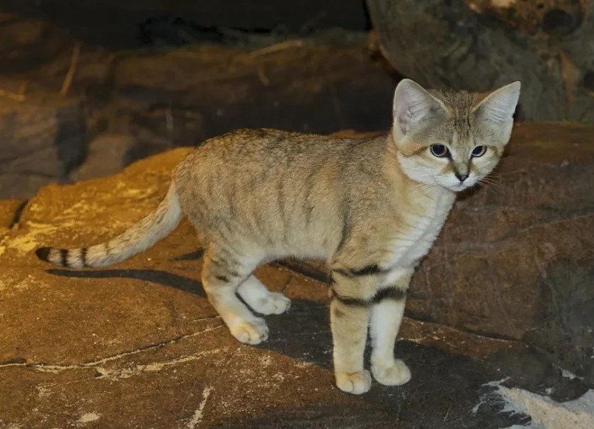  تصویری از گربه شنی