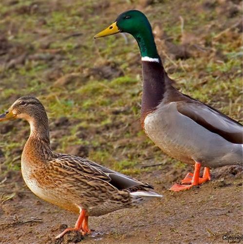  تصویری از مرغابی سرسبز