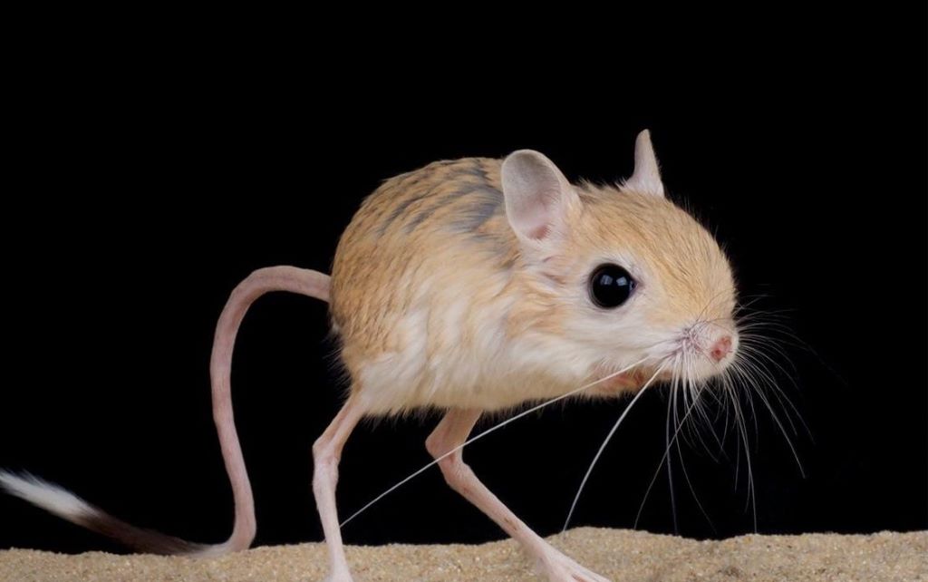  تصویری از موش کانگورویی