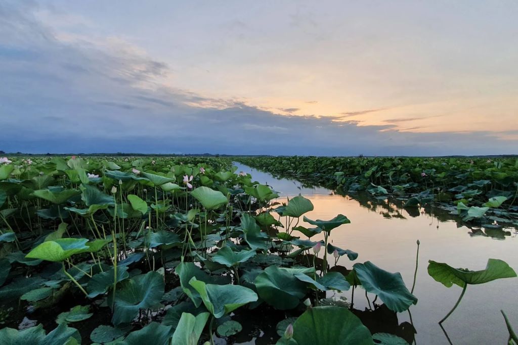  تصویری از تالاب انزلی