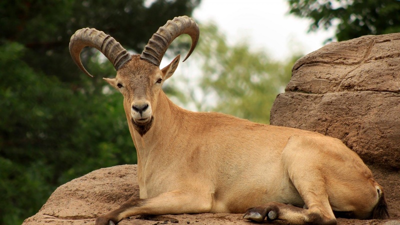  تصویری از بز کوهی