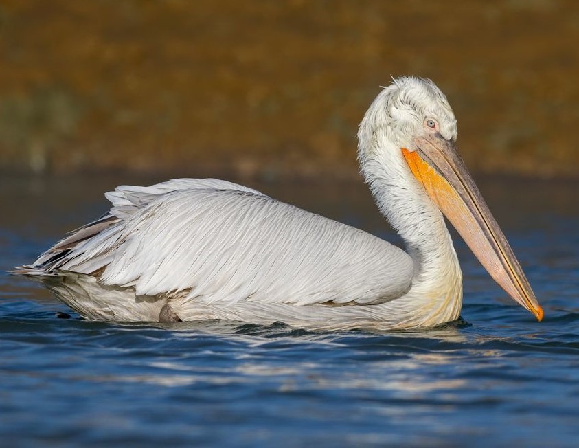 تصویری از پلیکان خاکستری