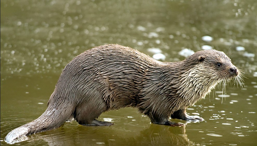  تصویری از شنگ اوراسیایی